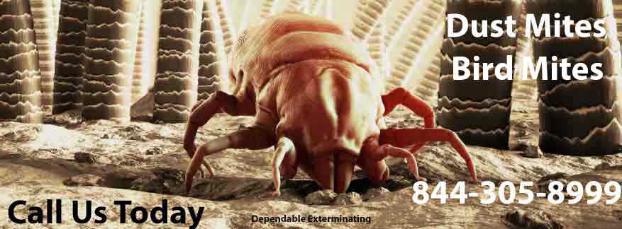 Bird Mite Extermination How To Get Rid Of Mites Rat Mite