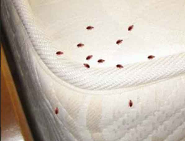 Bed Bug Removal | Bedbug Exterminators | Bedbug Pest Control