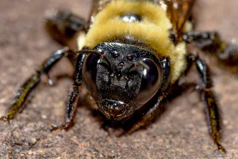 bee hive exterminator removal carpenter bees flying wasps insect